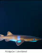 POISSONS_deepsea/Requin_Lanterne.jpg
