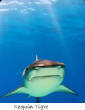 POISSONS_deepsea/Requin_Tigre.jpg