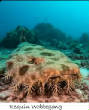 POISSONS_deepsea/Requin_Wobbegong.jpg