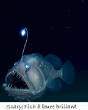 POISSONS_deepsea/Scary_Fish.jpg