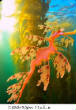 POISSONS_deepsea/Seadragon_Feuillu.jpg