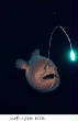 POISSONS_deepsea/Soft_Glow.jpg