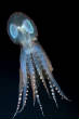 POISSONS_deepsea/Translucent_Deep_Sea_Octopus.jpg