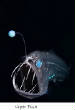 POISSONS_deepsea/Viperfish.jpg