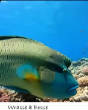 POISSONS_deepsea/Wrasse_a_Bosse.jpg