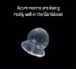 POISSONS_deepsea/acorn_worm.jpg