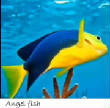 POISSONS_deepsea/angelfish.jpg