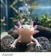 POISSONS_deepsea/axolotl.jpg