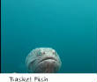 POISSONS_deepsea/basketfish_2.jpg