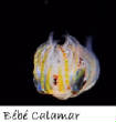 POISSONS_deepsea/bebe_calamar.jpg