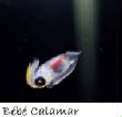 POISSONS_deepsea/bebe_calamar_2.jpg
