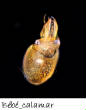 POISSONS_deepsea/bebe_calamar_3.jpg