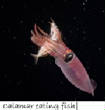 POISSONS_deepsea/calamar_eating_fidh.jpg