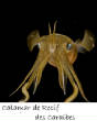 POISSONS_deepsea/calamar_recif_caraibes.jpg