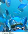 POISSONS_deepsea/chromis_bleus.jpg