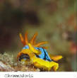 POISSONS_deepsea/chromodoris.jpg