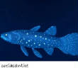 POISSONS_deepsea/coelacanthe__.jpg