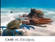 POISSONS_deepsea/crab_vs_octopus.jpg