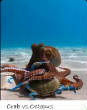 POISSONS_deepsea/crab_vs_octopus_.jpg