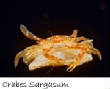 POISSONS_deepsea/crabes_sargasum.jpg