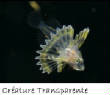 POISSONS_deepsea/creature_transparente.jpg