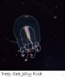 POISSONS_deepsea/deep_sea_jelly_fish_4.jpg