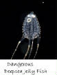 POISSONS_deepsea/deep_sea_jelly_fish_dangerous.jpg