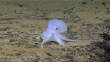POISSONS_deepsea/ghost_octopus.jpg