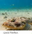 POISSONS_deepsea/goule_barbue.jpg