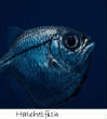 POISSONS_deepsea/hatchetfish.jpg