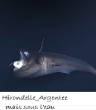 POISSONS_deepsea/hirondelle_argentee.jpg
