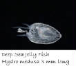 POISSONS_deepsea/hydromedusa.jpg