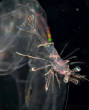 POISSONS_deepsea/image_111.jpg