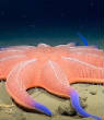POISSONS_deepsea/image_huit_20.jpg