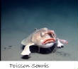 POISSONS_deepsea/image_huit_27.jpg