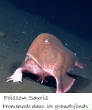 POISSONS_deepsea/image_huit_3.jpg