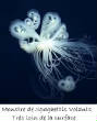 POISSONS_deepsea/image_huit_35.jpg