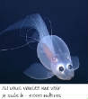 POISSONS_deepsea/image_huit_51.jpg