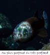 POISSONS_deepsea/image_huit_53.jpg
