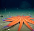 POISSONS_deepsea/image_huit_7.jpg