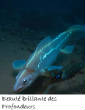 POISSONS_deepsea/image_sept_11.jpg