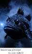 POISSONS_deepsea/image_six_23.jpg