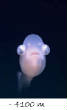 POISSONS_deepsea/image_ter_.jpg