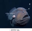 POISSONS_deepsea/image_ter_15.jpg