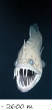POISSONS_deepsea/image_ter_6.jpg