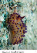 POISSONS_deepsea/janolus_nudibranch.jpg
