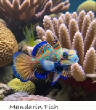 POISSONS_deepsea/mandarin_fish.jpg