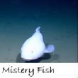POISSONS_deepsea/mistery_fish.jpg