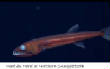 POISSONS_deepsea/northern_snaggletooth.jpg