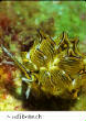 POISSONS_deepsea/nudibranch.jpg